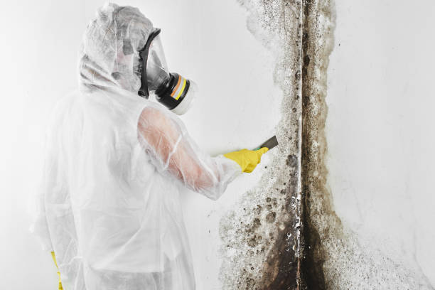 Best Industrial Mold Remediation  in East Lexington, VA